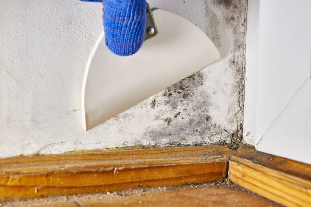 Best HVAC Mold Inspection and Cleaning  in Ansonia, OH